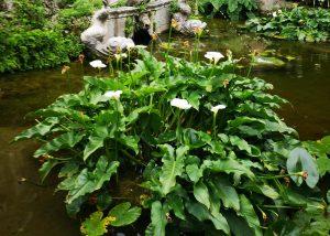 Trsteno Arboretum- VIATOR