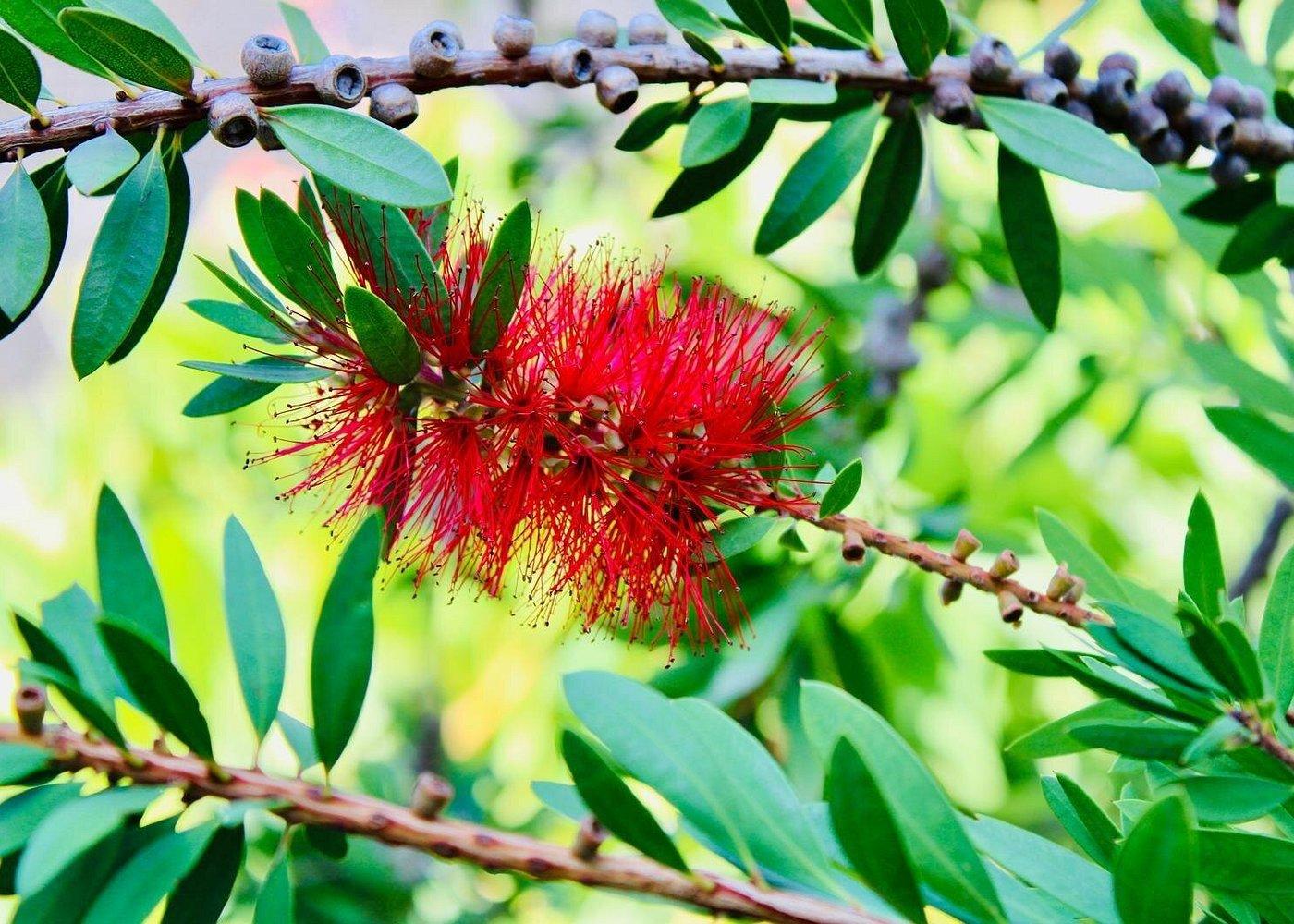 Botanical Garden Lokrum