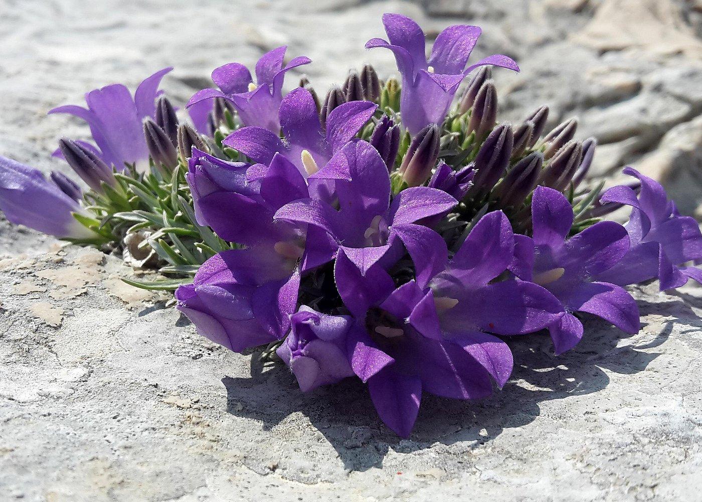 Botanical Garden Biokovo