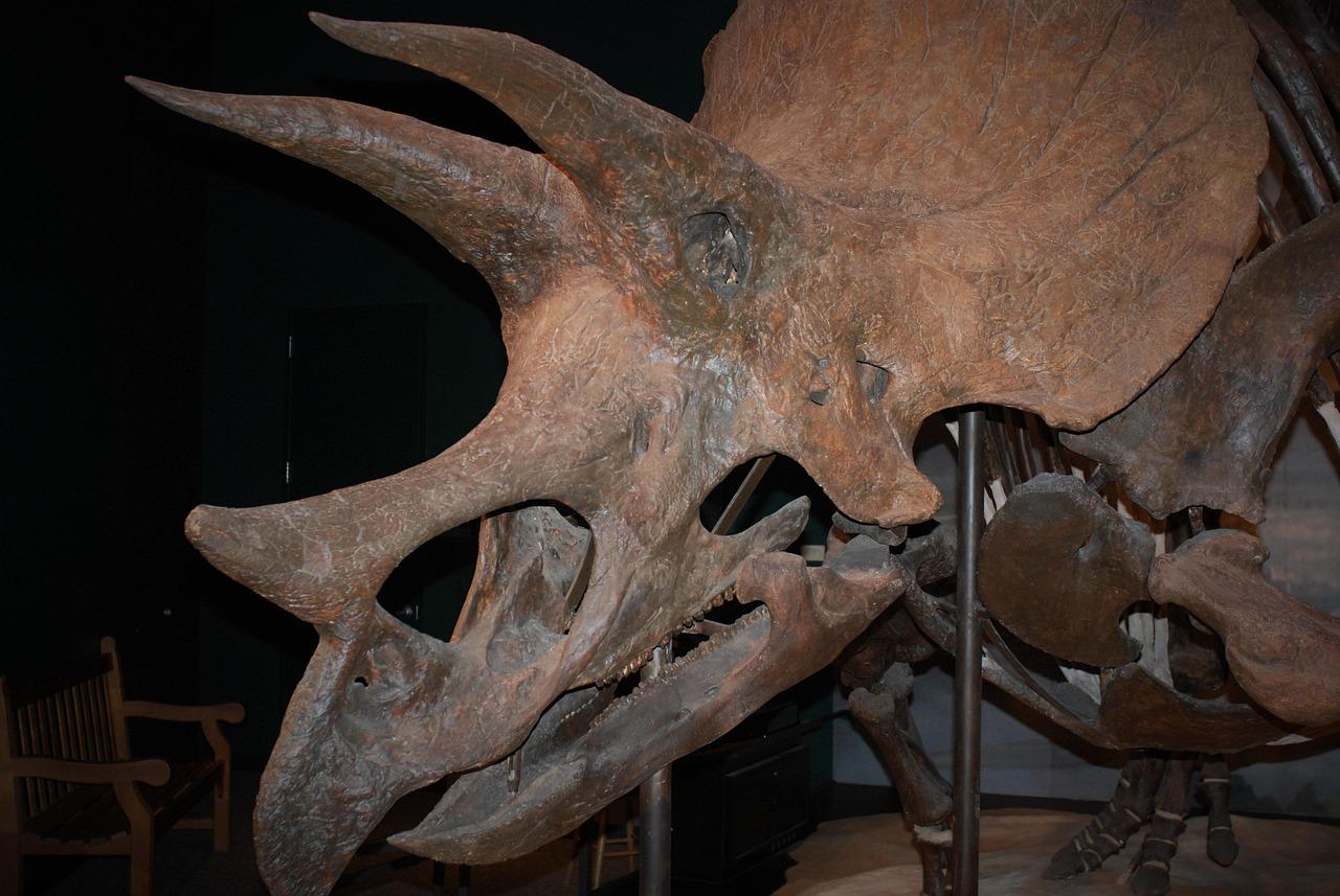 Dinosaur Museum Bale