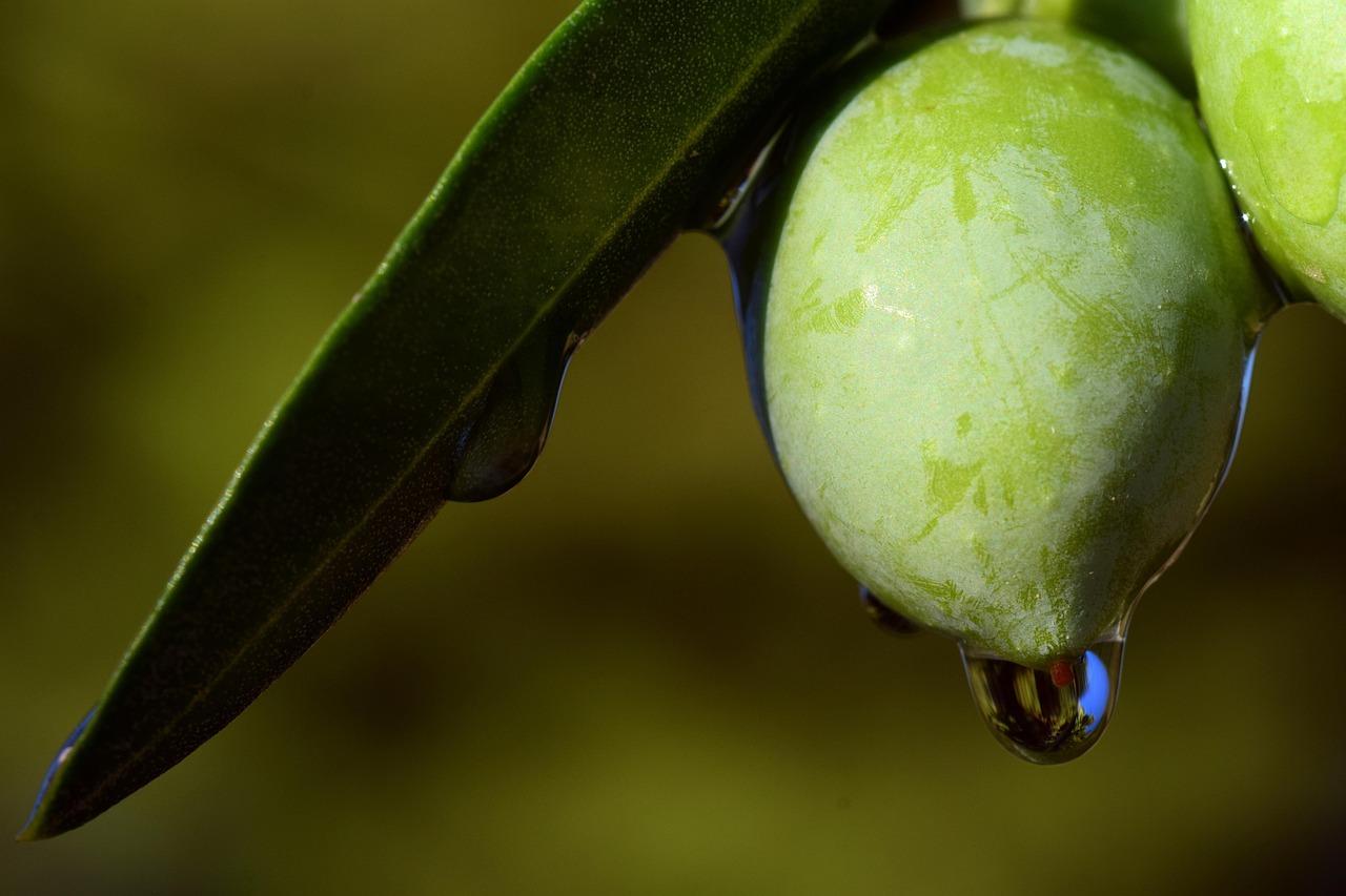Grubic Olive Oil
