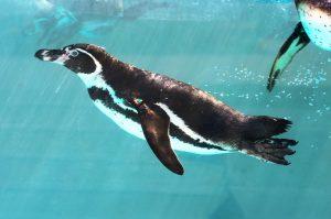 האקווריום של דוברובניק (AKVARIJ Dubrovnik Aquarium) בקרואטיה