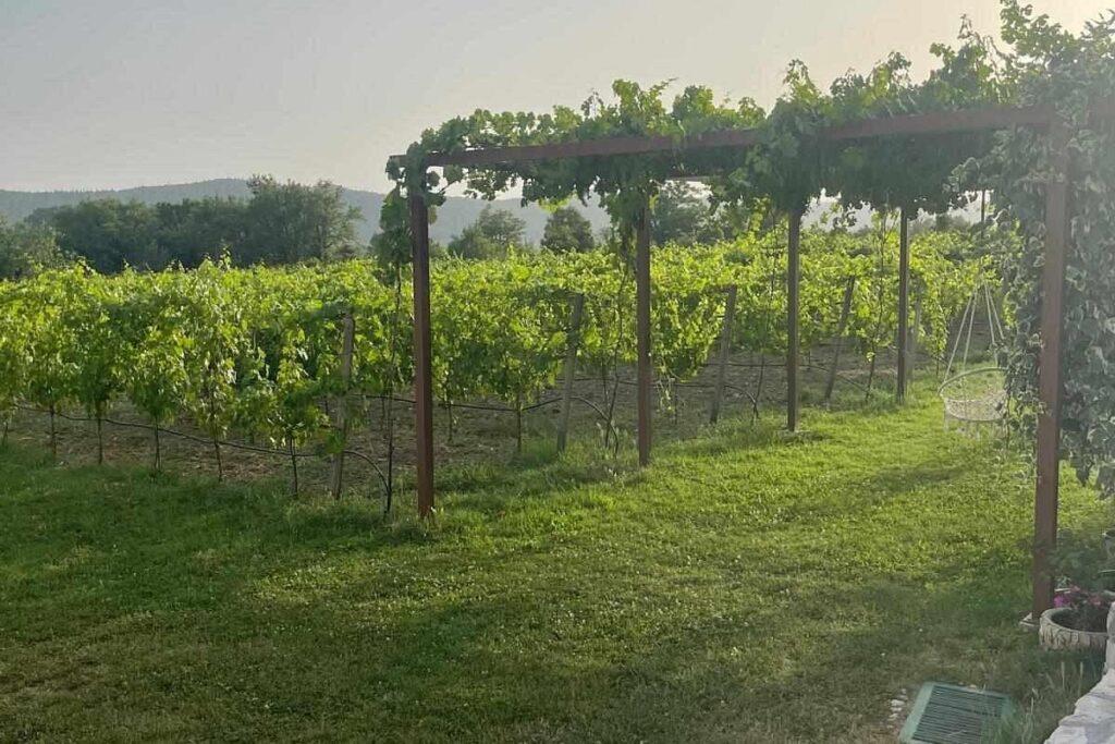 עמק קונאבל (Konavle Valley) – טבע, מסורת וטעמים של דרום קרואטיה- VIATOR
