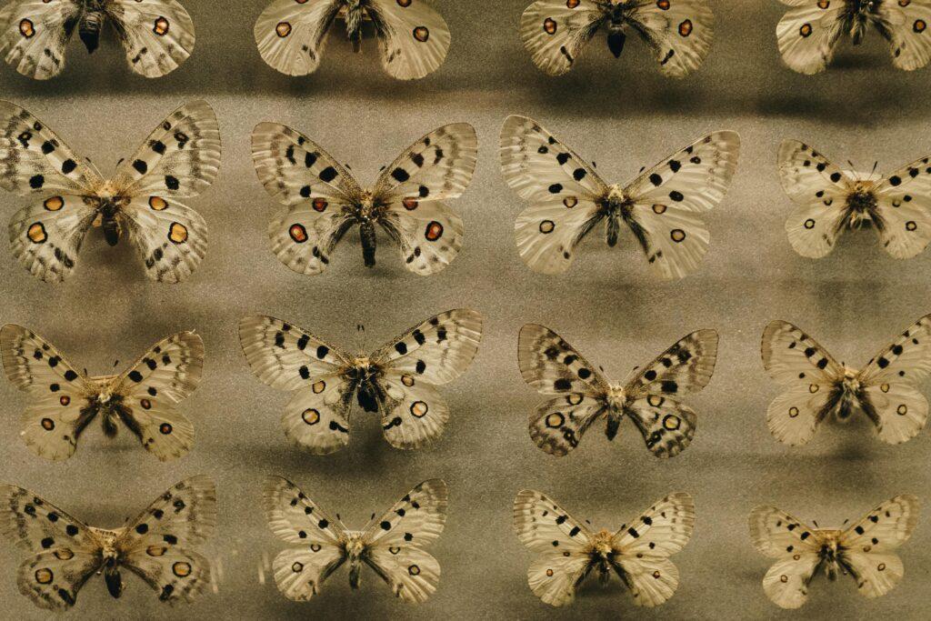 Natural History Museum Rijeka
