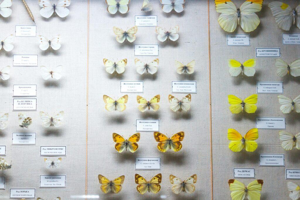 Natural History Museum Rijeka