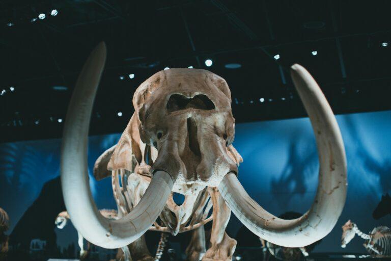 Natural History Museum Rijeka